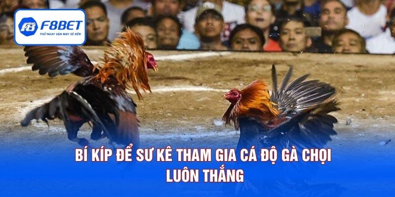 Bí kíp để sư kê tham gia cá độ gà chọi luôn thắng
