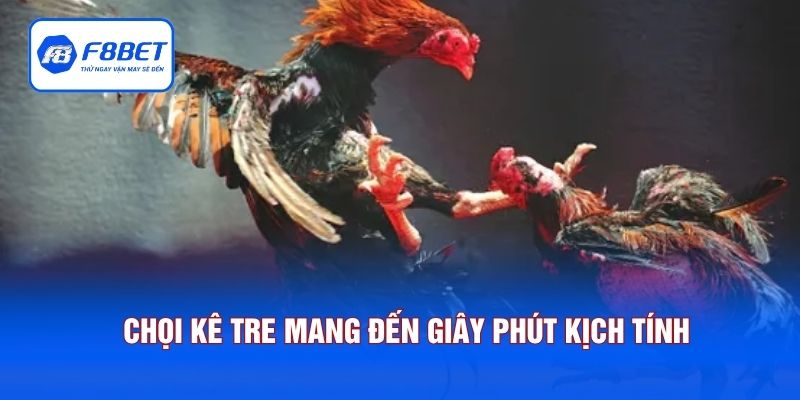 Chọi kê tre mang đến giây phút kịch tính
