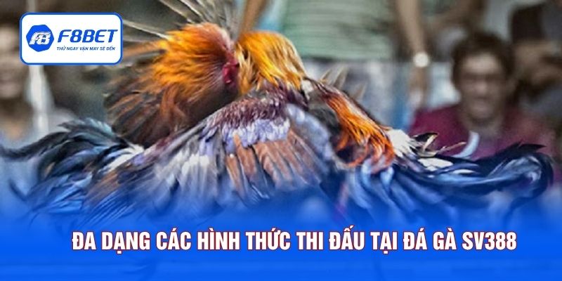 Đa dạng các hình thức thi đấu tại đá gà SV388