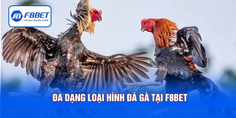 Đa dạng loại hình đá gà tại F8BET