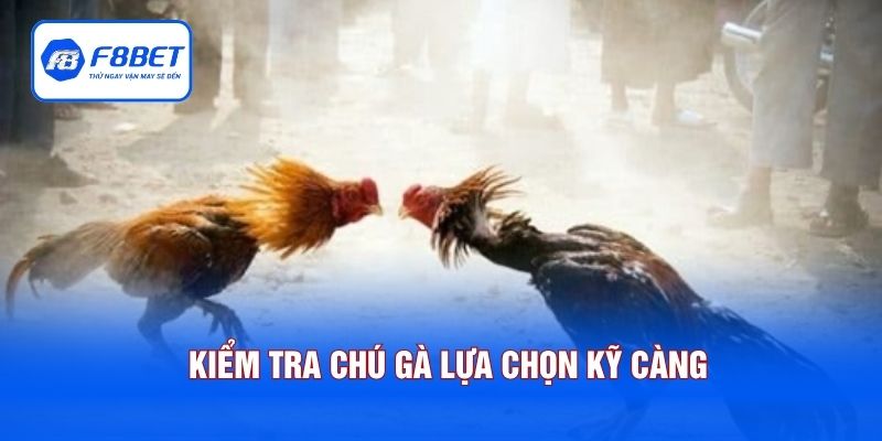Kiểm tra chú gà lựa chọn kỹ càng