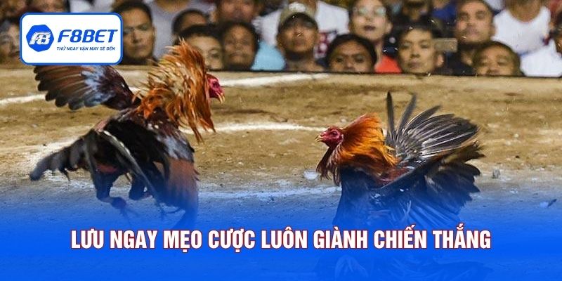 Lưu ngay mẹo cược luôn giành chiến thắng