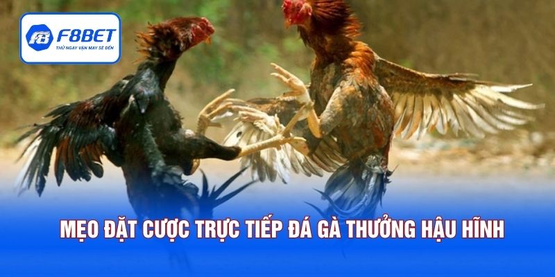 Mẹo đặt cược trực tiếp đá gà nhận thưởng hậu hĩnh