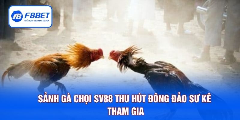 Sảnh gà chọi SV88 thu hút đông đảo sư kê tham gia