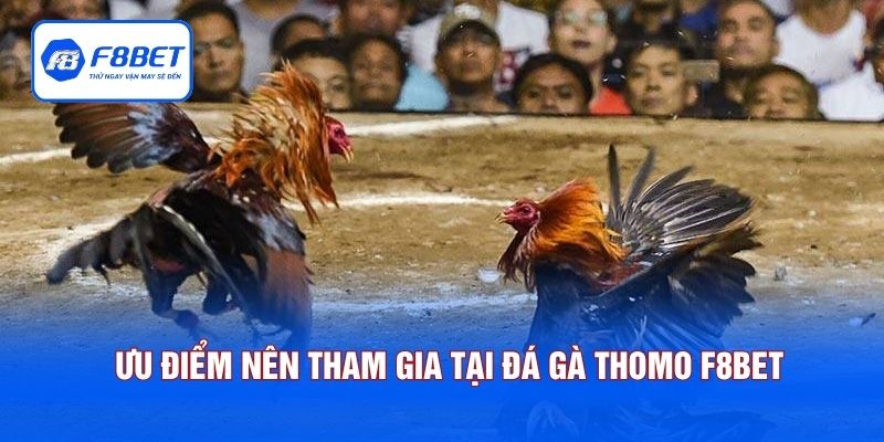 Ưu điểm nên tham gia cá cược tại đá gà Thomo F8BET